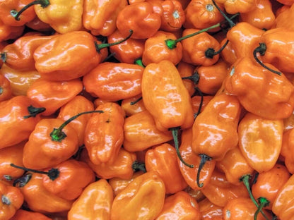 Habanero Pepper