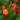 Habanero Pepper