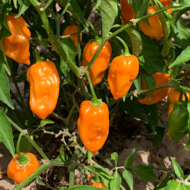 Habanero Pepper