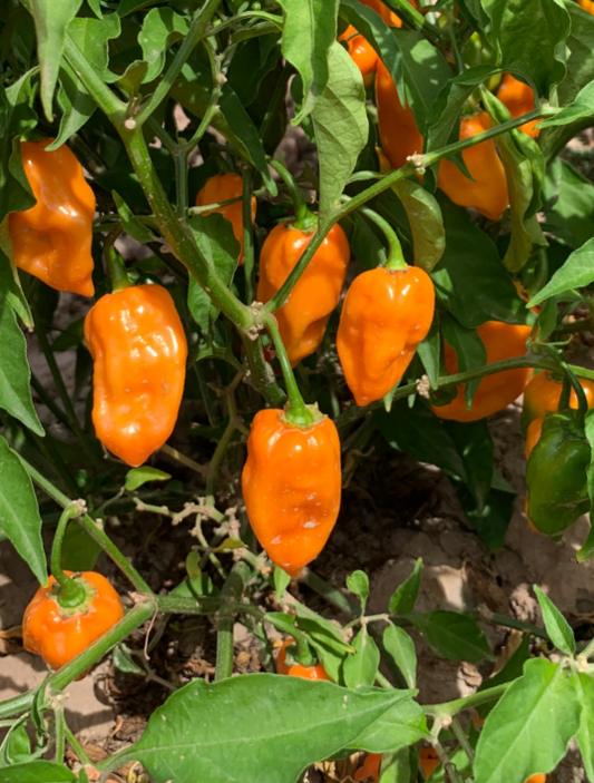 Habenero Pepper
