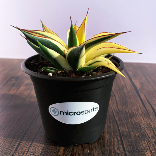 Half-Moon Reverse Variegated Blue Glow Agave