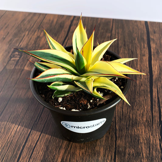 Half-Moon Reverse Variegated Blue Glow Agave