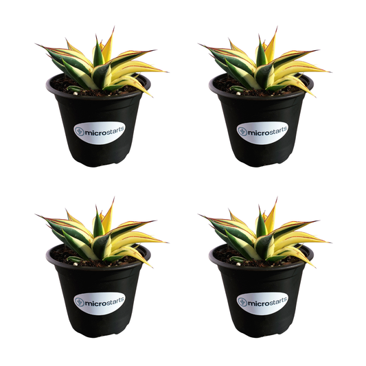 Half-Moon Reverse Variegated Blue Glow Agave