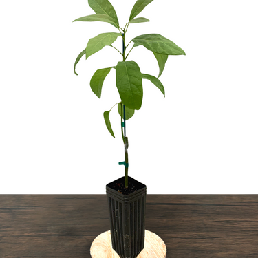 Zutano Avocado
