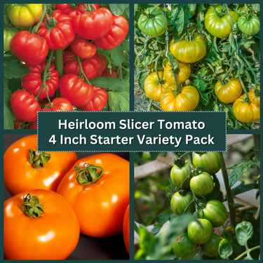 Heirloom Tomato 4 Inch Variety Pack