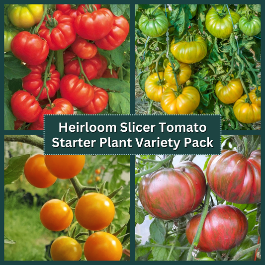 Heirloom Slicer Tomato Starter Plant Variety Pack