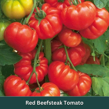 Heirloom Slicer Tomato Starter Plant Variety Pack