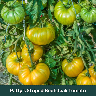 Heirloom Slicer Tomato Starter Plant Variety Pack