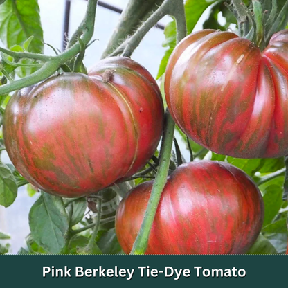 Signature Vegetable Variety Pack