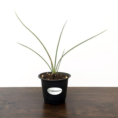 Yellow Hesperaloe