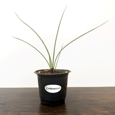 Yellow Hesperaloe
