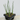 A 4-pack of Hesperaloe 'Desert Red' in a tray. Each of the plants is in a specialized growcoon, helping with root development and naturally degrading when planted.