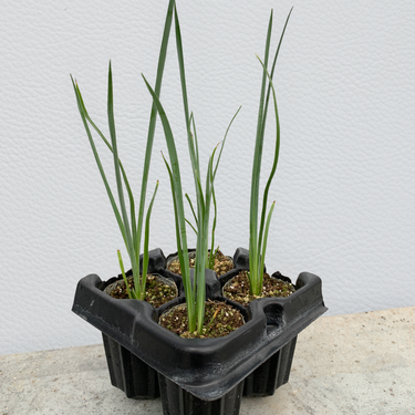 A 4-pack of Hesperaloe 'Desert Red' in a tray. Each of the plants is in a specialized growcoon, helping with root development and naturally degrading when planted.