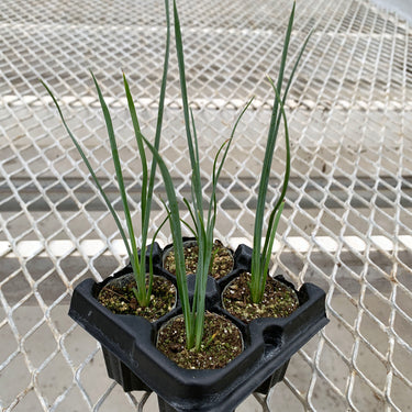 A 4-pack of Hesperaloe 'Desert Red' in a tray. Each of the plants is in a specialized growcoon, helping with root development and naturally degrading when planted.