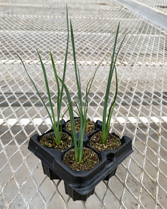 A 4-pack of Hesperaloe 'Desert Red' in a tray. Each of the plants is in a specialized growcoon, helping with root development and naturally degrading when planted.