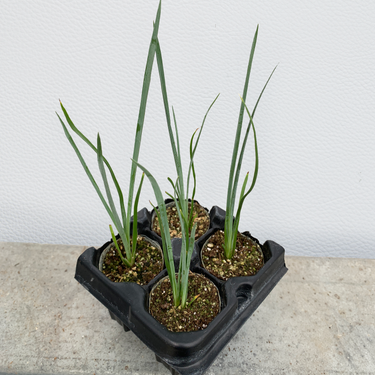 A 4-pack of Hesperaloe 'Desert Red' in a tray from above. Each of the plants is in a specialized growcoon, helping with root development and naturally degrading when planted.