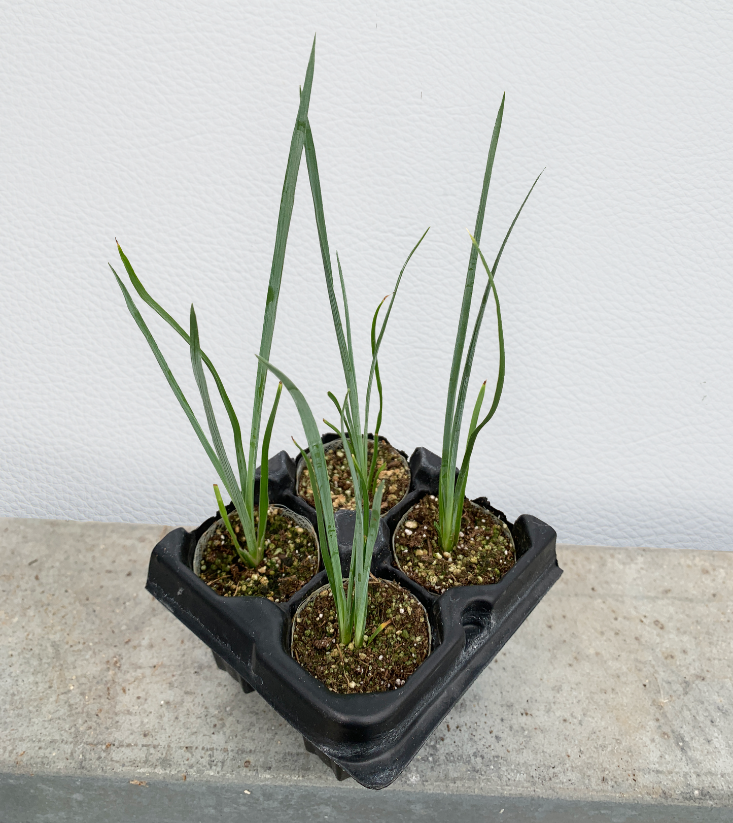 A 4-pack of Hesperaloe 'Desert Red' in a tray from above. Each of the plants is in a specialized growcoon, helping with root development and naturally degrading when planted.