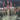 Adult Hesperaloe Desert Red plants, showcasing their pinkish-orange flowers on flower spikes.