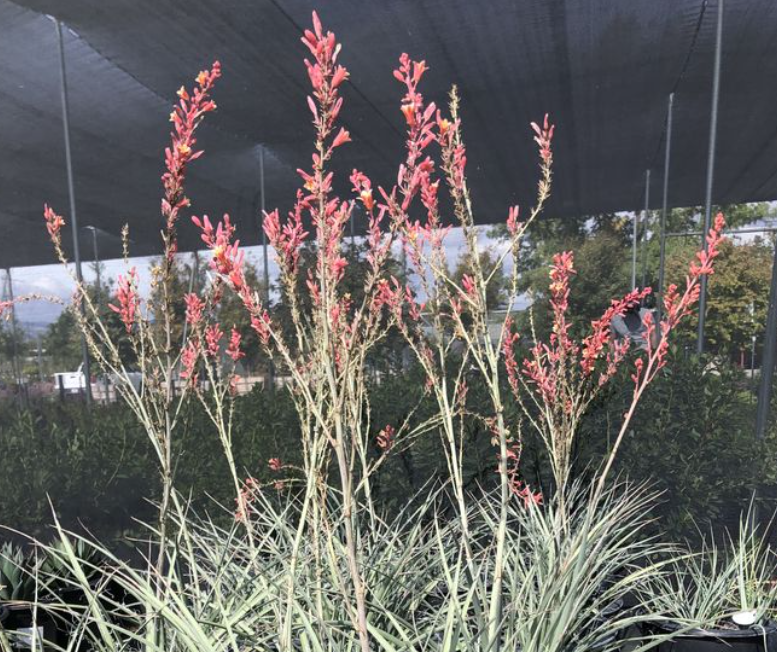 Adult Hesperaloe Desert Red plants, showcasing their pinkish-orange flowers on flower spikes.