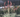 Adult Hesperaloe Desert Red plants, showcasing their pinkish-orange flowers on flower spikes.