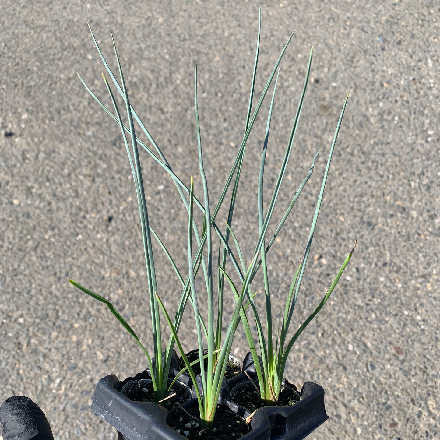 A 4-pack of Hesperaloe 'Red Secret' in a tray. Each plants is pictured in an ellepot, helping with root development and naturally degrading when planted.