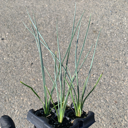 A 4-pack of Hesperaloe 'Red Secret' in a tray. Each plants is pictured in an ellepot, helping with root development and naturally degrading when planted.