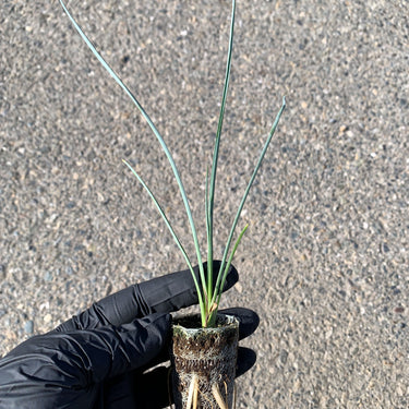 A single Hesperaloe 'Red Secret' starter plant from a 4 pack. Roots can be seen growing from out of the biodegradable growcoon.