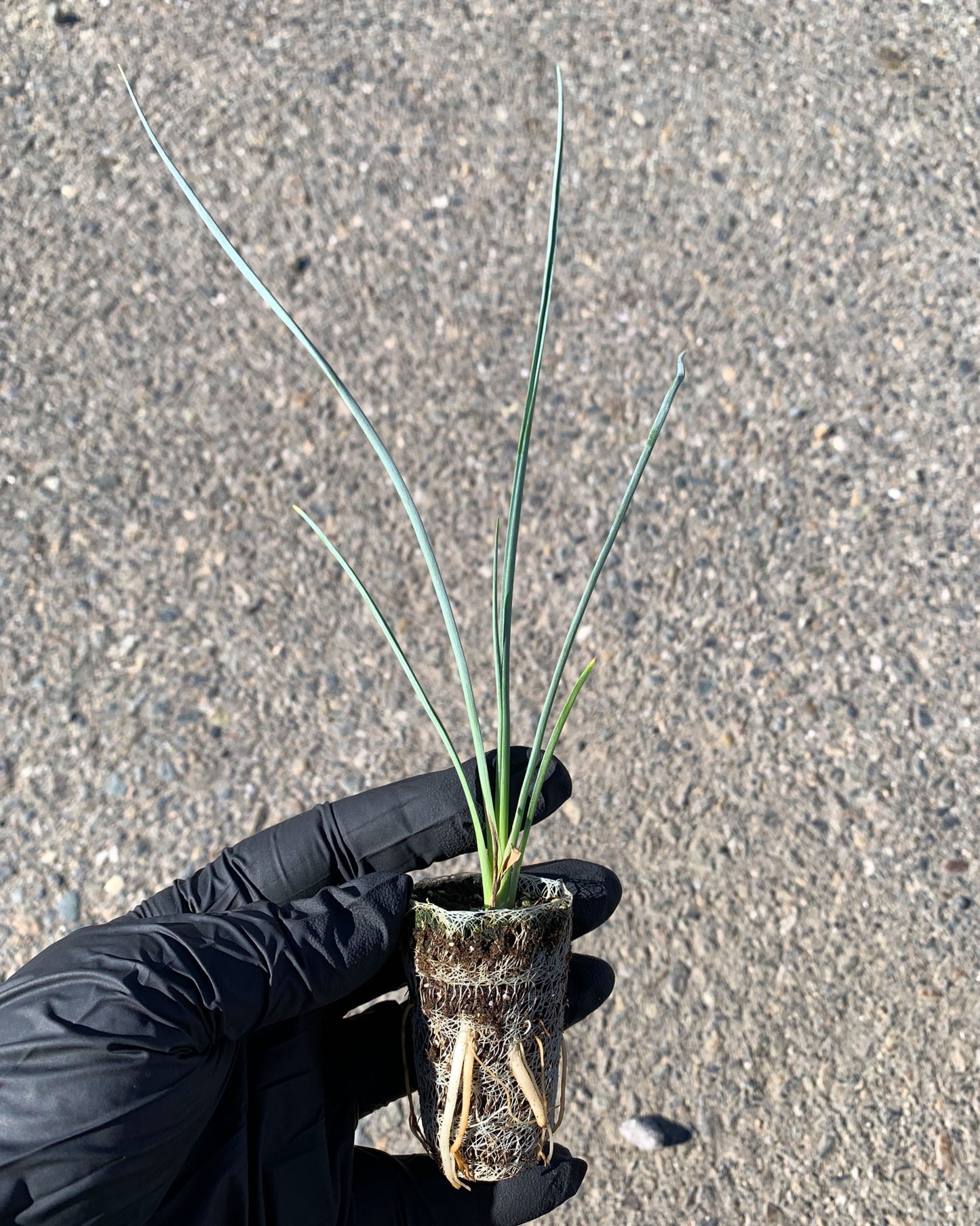 A single Hesperaloe 'Red Secret' starter plant from a 4 pack. Roots can be seen growing from out of the biodegradable growcoon.