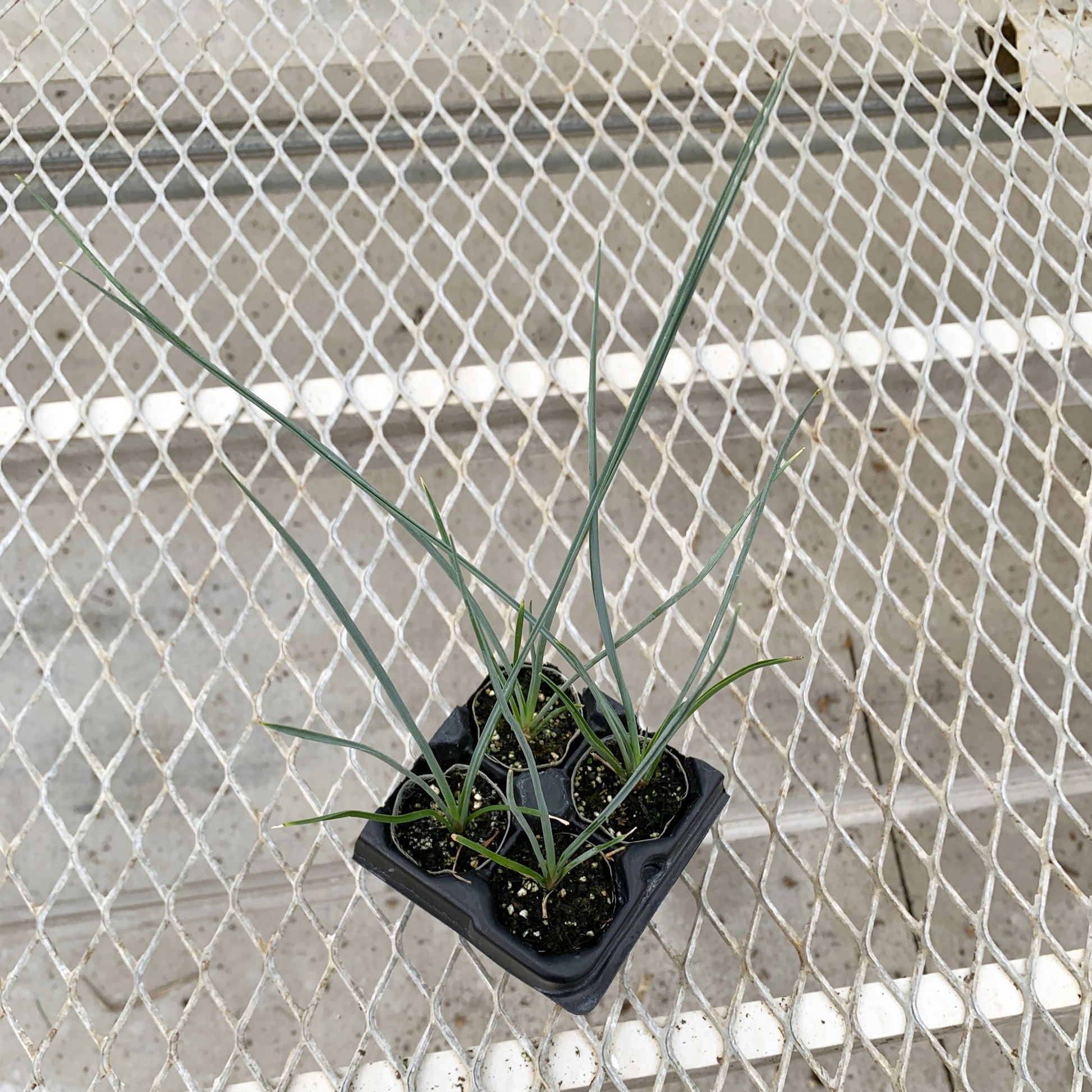 A 4-pack of Hesperaloe 'Red Secret' (a.k.a. Red Yucca) in a tray from above. Each plants is pictured in an ellepot, helping with root development and naturally degrading when planted.