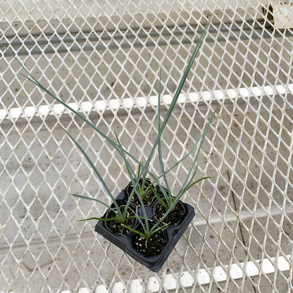 A 4-pack of Hesperaloe 'Red Secret' (a.k.a. Red Yucca) in a tray from above. Each plants is pictured in an ellepot, helping with root development and naturally degrading when planted.