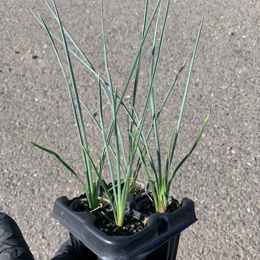 A 4-pack of Hesperaloe 'Red Secret' in a tray. Each plants is pictured in an ellepot, helping with root development and naturally degrading when planted.