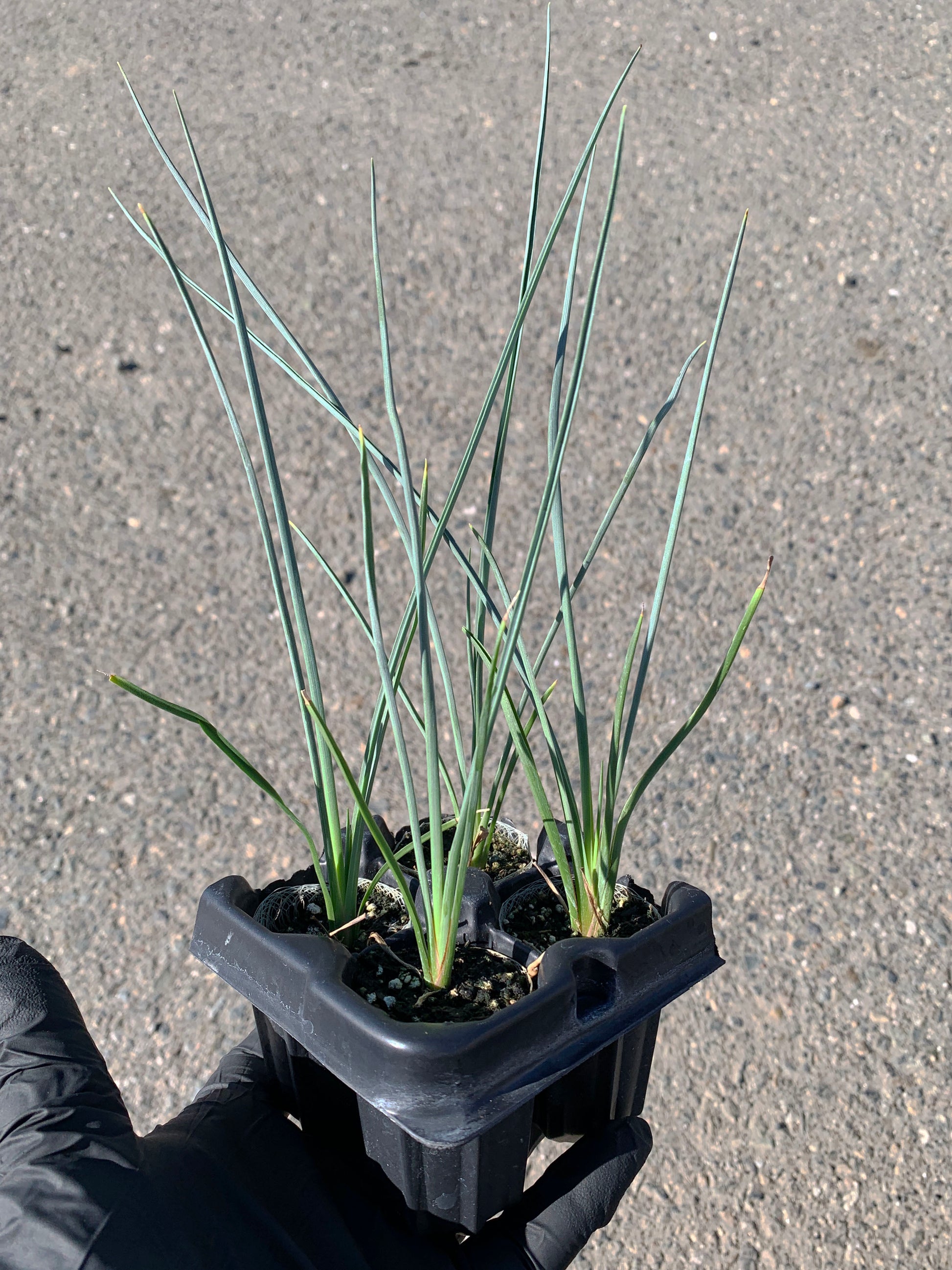 A 4-pack of Hesperaloe 'Red Secret' in a tray. Each plants is pictured in an ellepot, helping with root development and naturally degrading when planted.