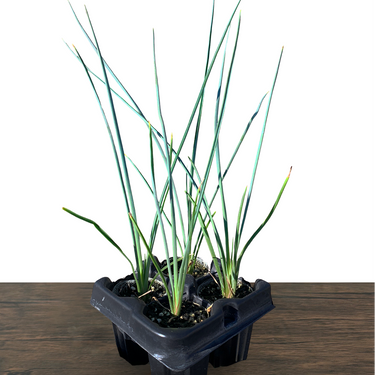 Red Swan Hesperaloe