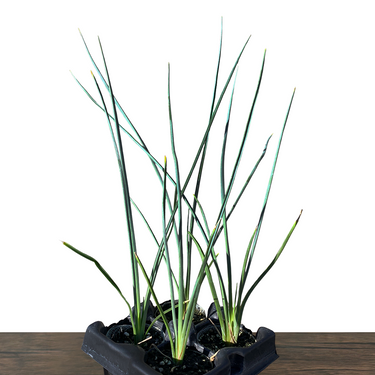 Red Swan Hesperaloe