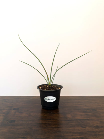 Waterwise Variety Pack