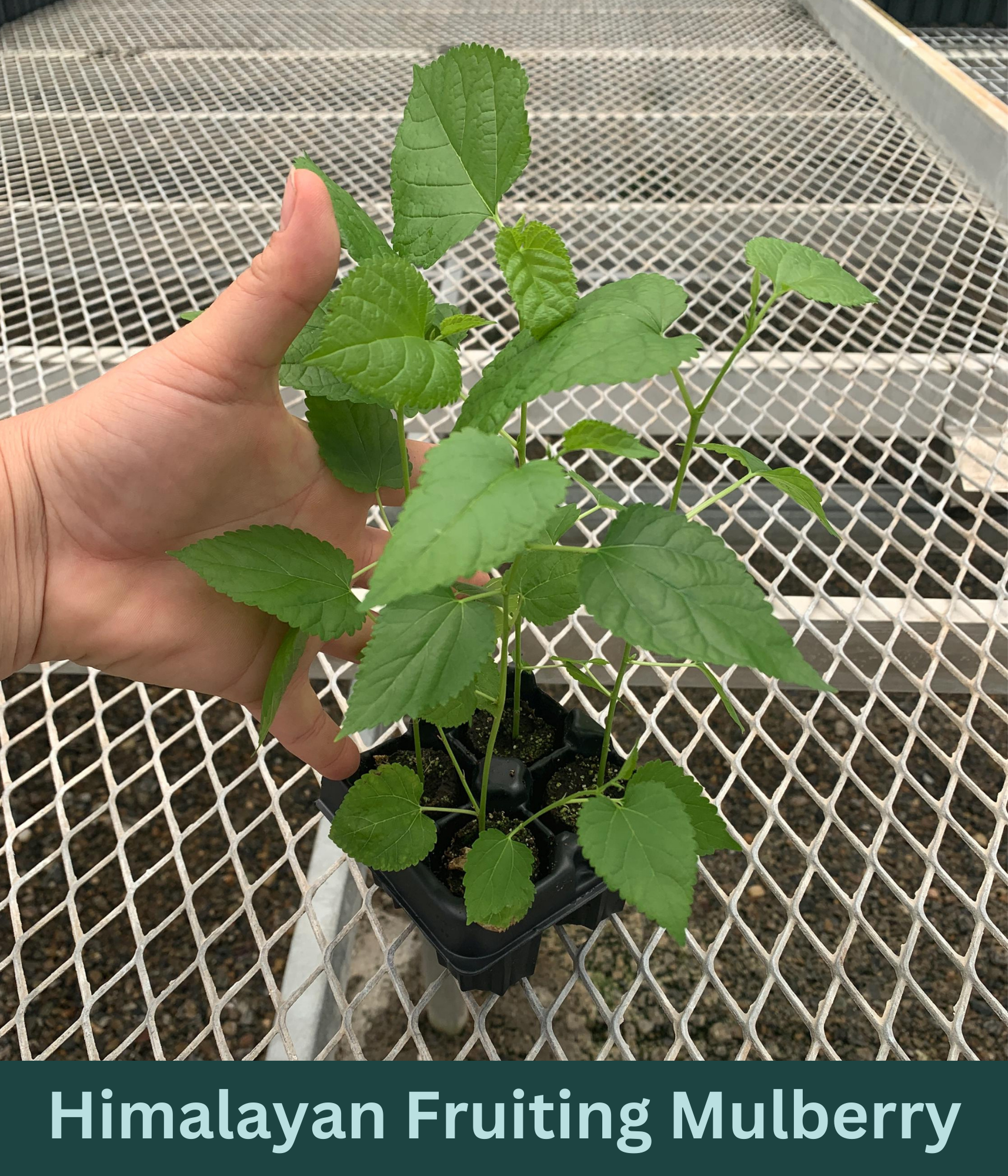 A 4 pack of Himalayan Mulberry starter plants pictured from the side. The plants' heights vary slightly, but all have new growth and bright green leaves.