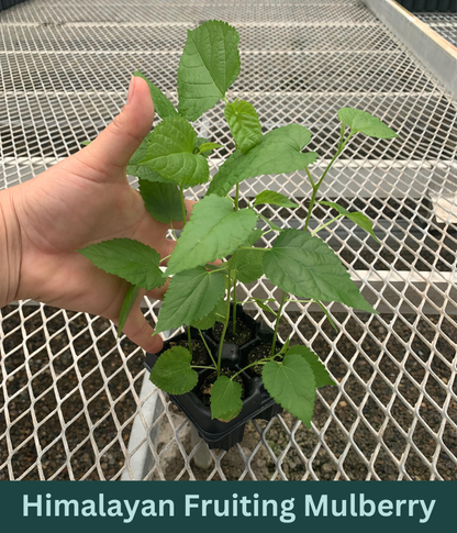 A 4 pack of Himalayan Mulberry starter plants pictured from the side. The plants' heights vary slightly, but all have new growth and bright green leaves.