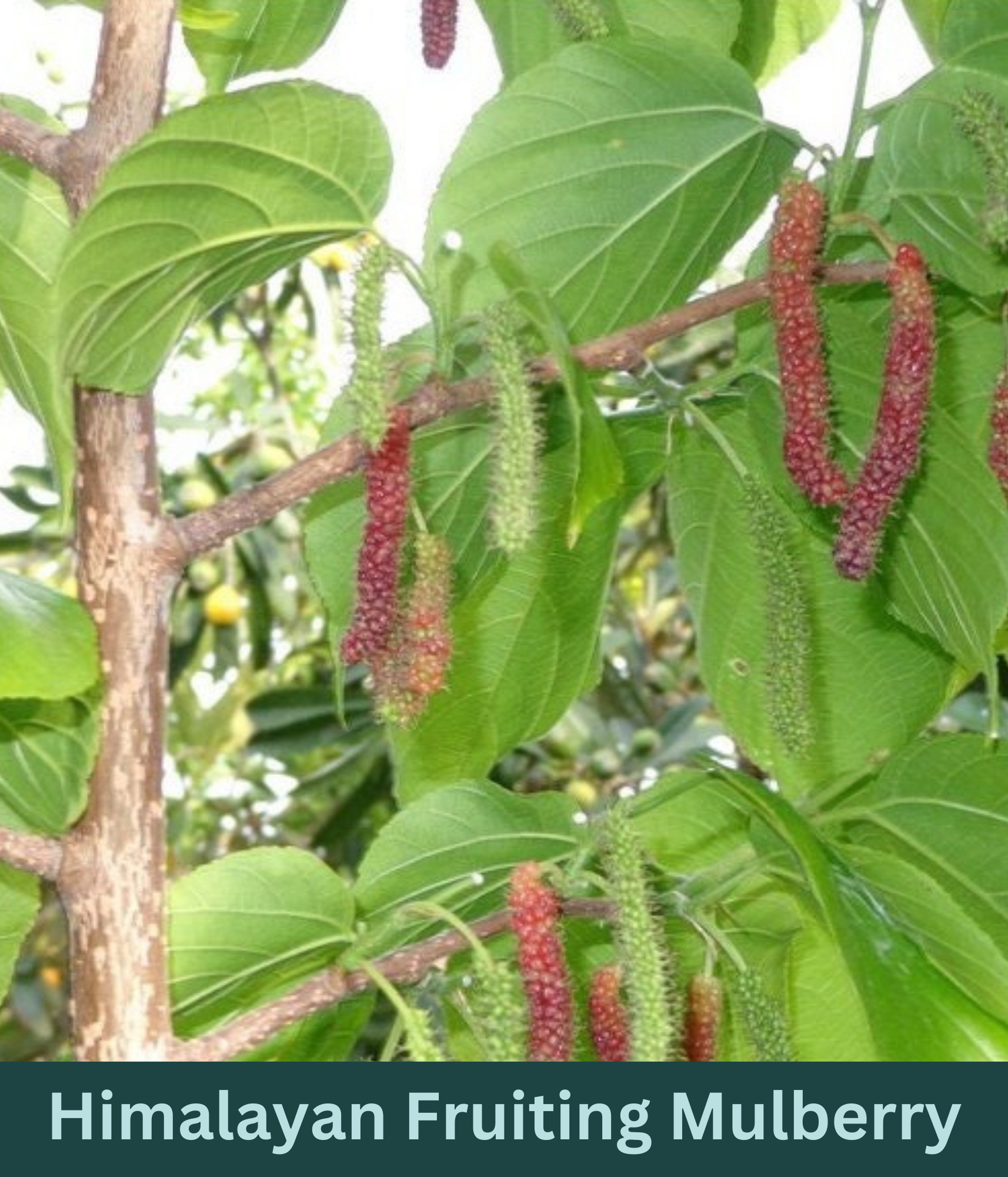 A picture of ripening Himalayan mulberries on a tree. The riper mulberries are a red to purple color, and hang in strands. The still ripening mulberries are light green.