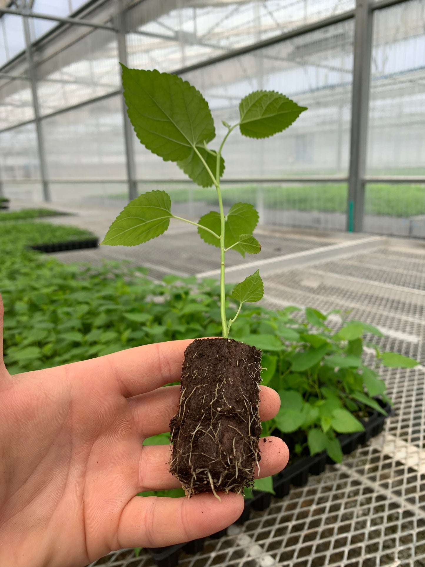 Himalayan Fruiting Mulberry (Morus)