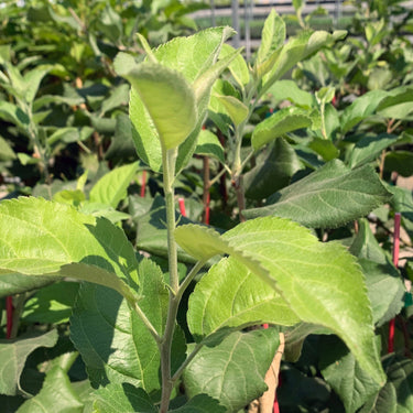 A row of apple trees for sale. The apple trees have older, dark green growth and newer, light green growth.