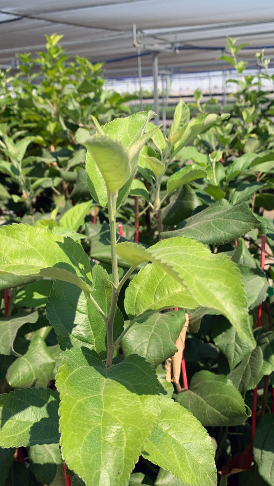 A row of apple trees for sale. The apple trees have older, dark green growth and newer, light green growth.