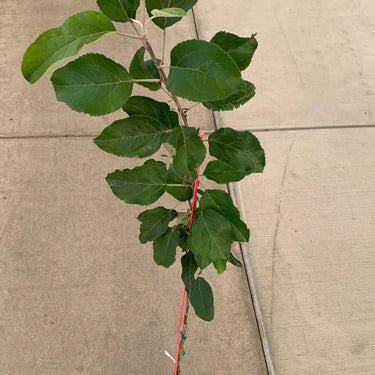A honeycrisp apple tree in a jumbo ellepot. The tree has numerous large, green leaves, and the soil in the ellepot appears moist.