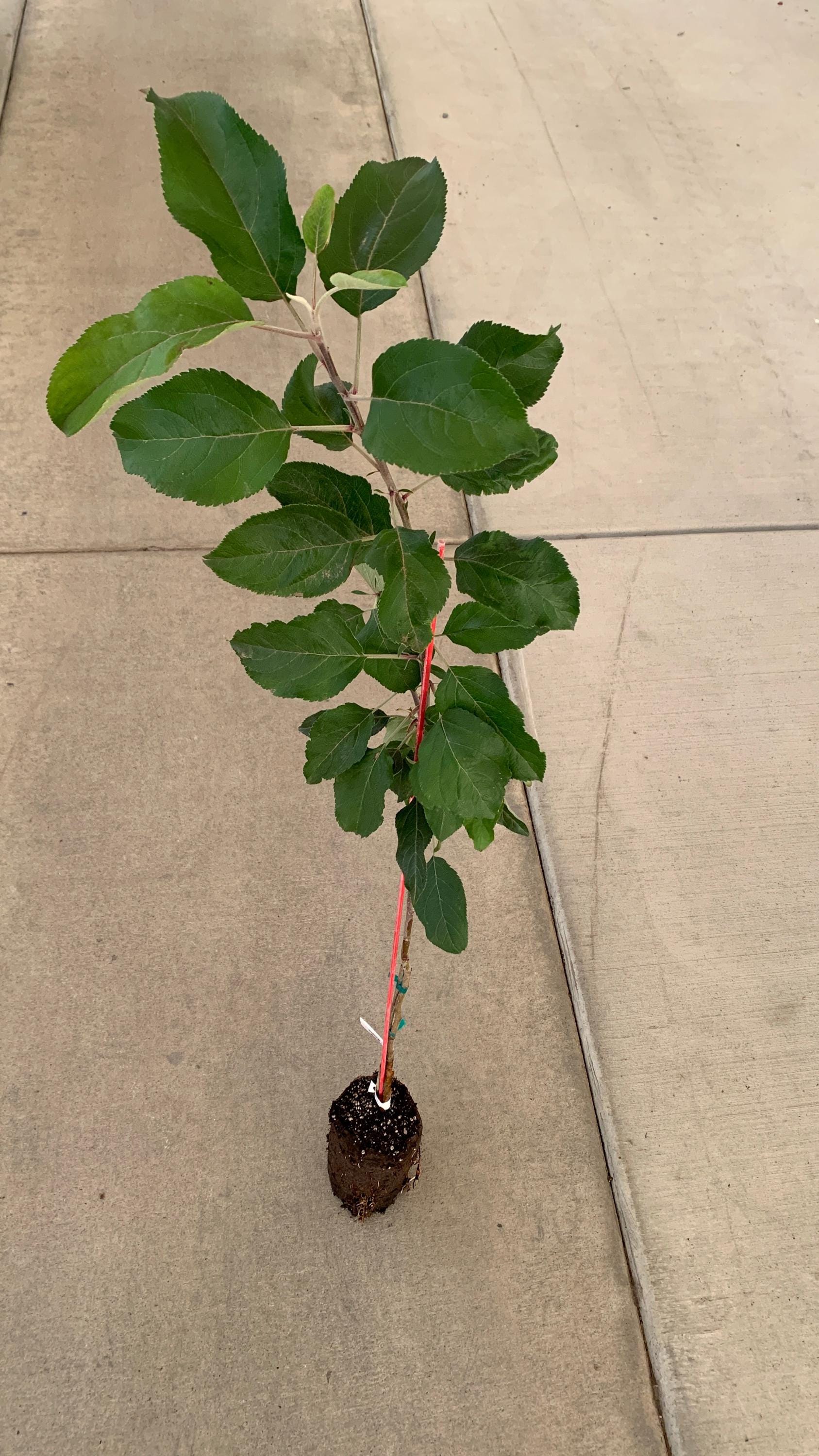 A honeycrisp apple tree in a jumbo ellepot. The tree has numerous large, green leaves, and the soil in the ellepot appears moist.