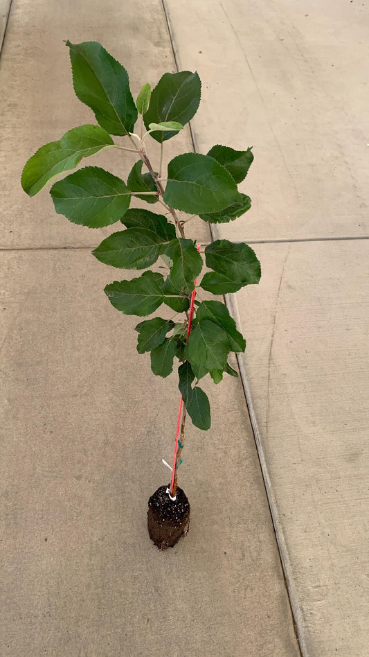 A honeycrisp apple tree in a jumbo ellepot. The tree has numerous large, green leaves, and the soil in the ellepot appears moist.