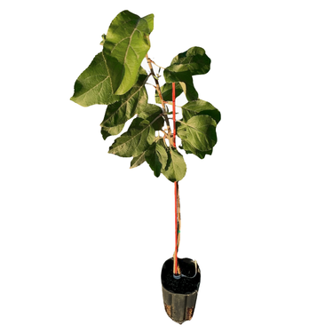 Honeycrisp Apple Tree