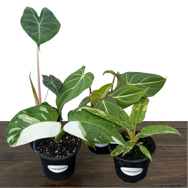 Aroid Houseplant Variety Pack