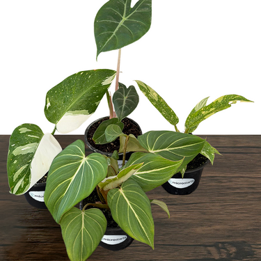 Aroid Houseplant Variety Pack