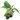 Houseplant Variety Pack