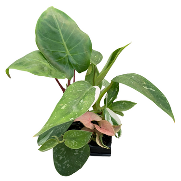 Houseplant Variety Pack