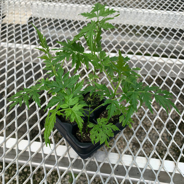 Chinaberry Tree (Melia azedarach)